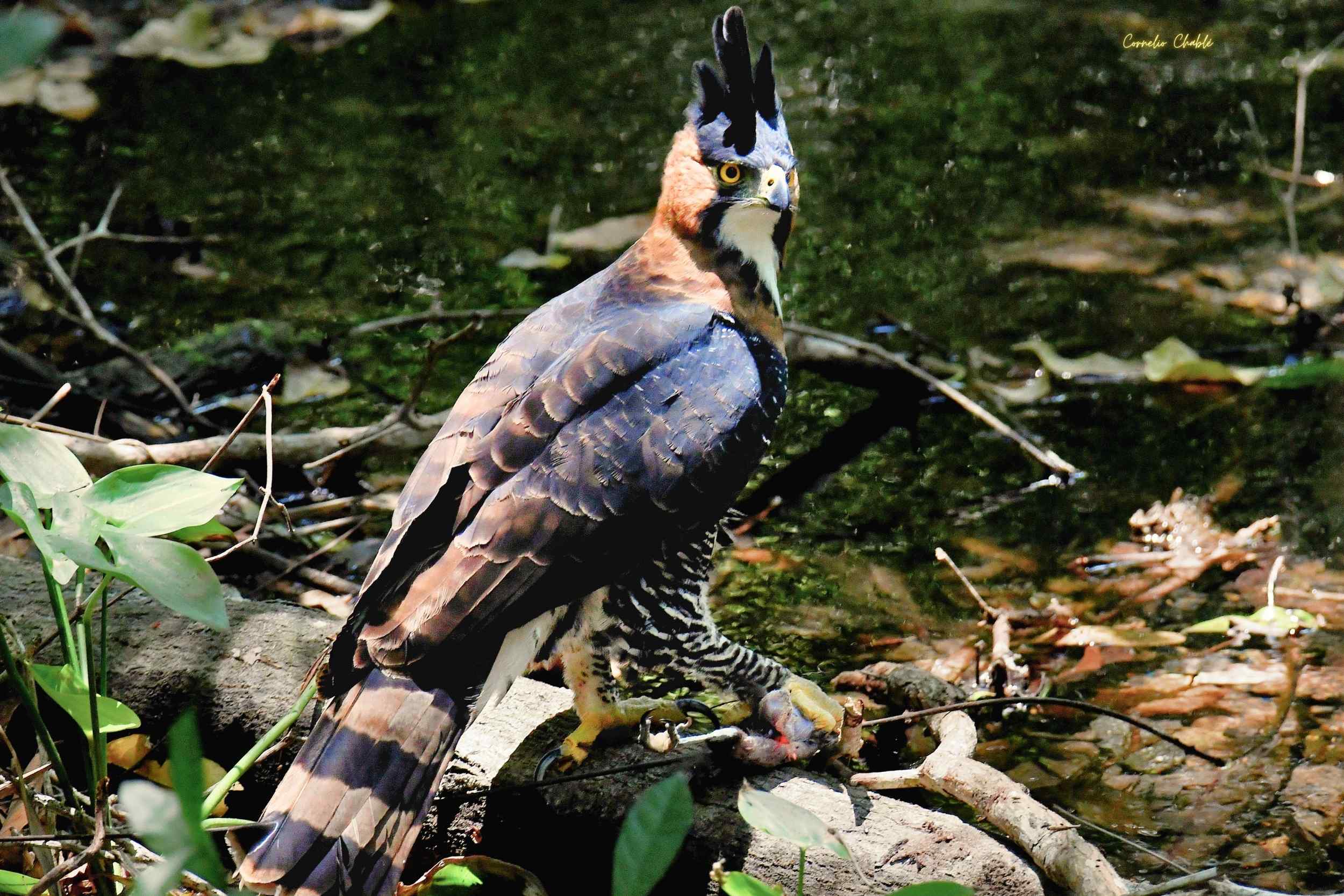 Selva en Acción: El Asombroso Momento en que el Ornate Hawk-Eagle Atrapó a su Presa